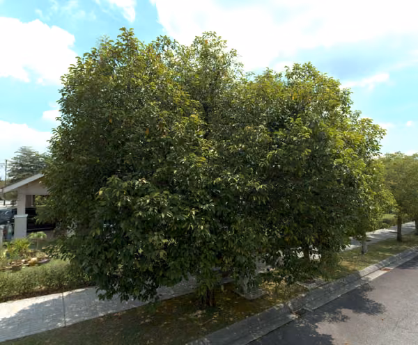 tree photo