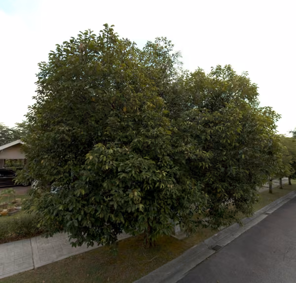 tree photo