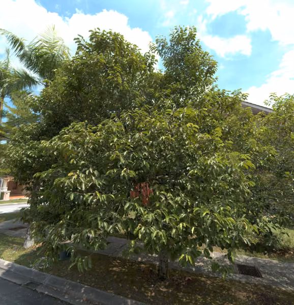 tree photo