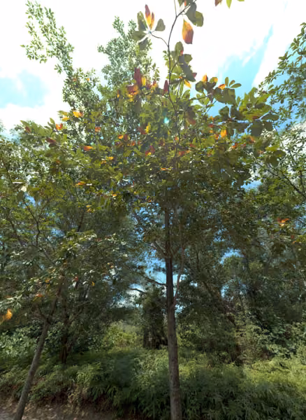tree photo