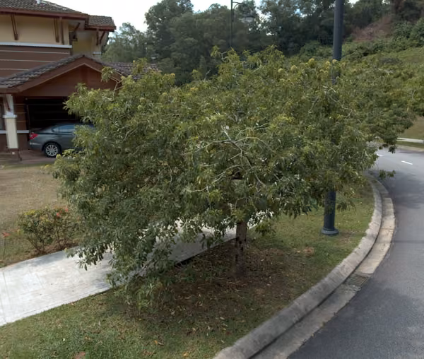 tree photo