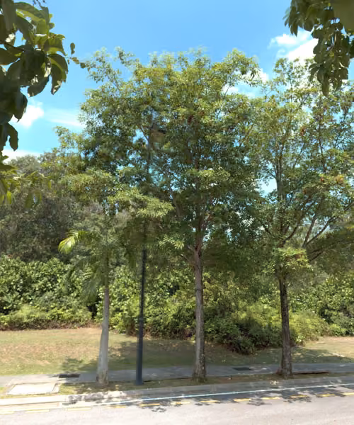 tree photo