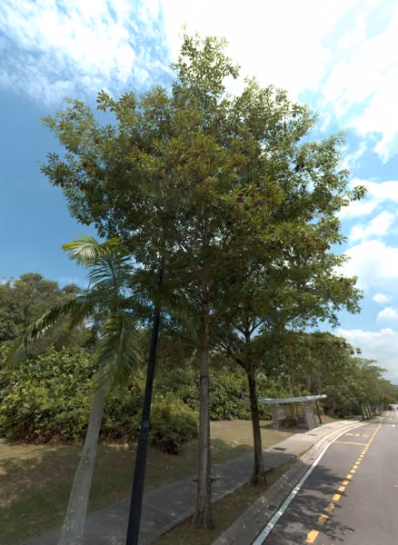 tree photo