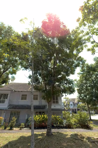 tree photo