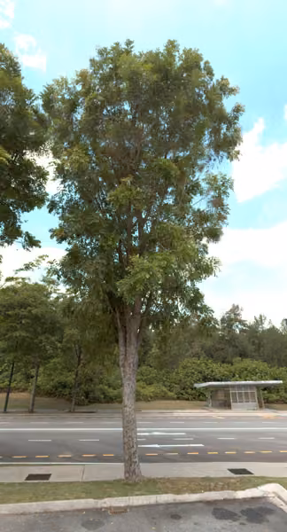 tree photo