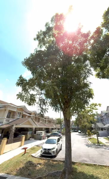 tree photo