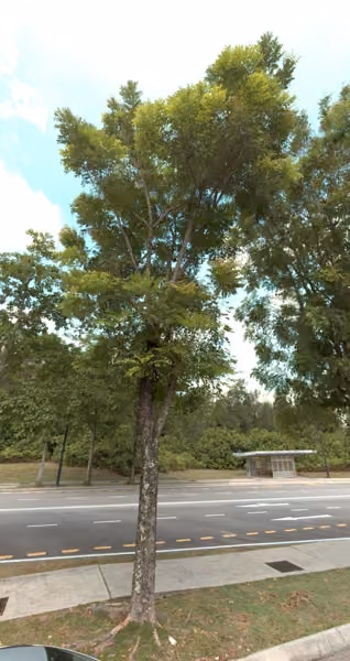 tree photo