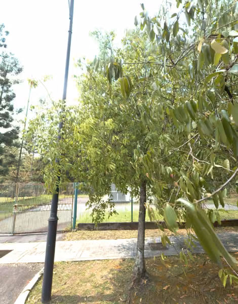 tree photo