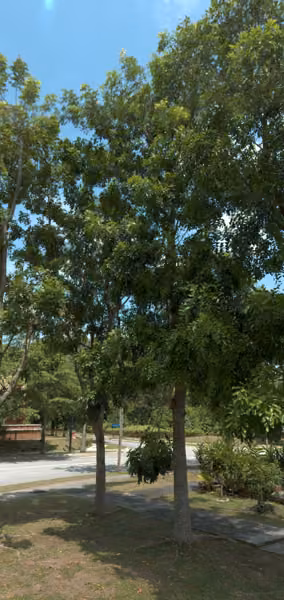 tree photo