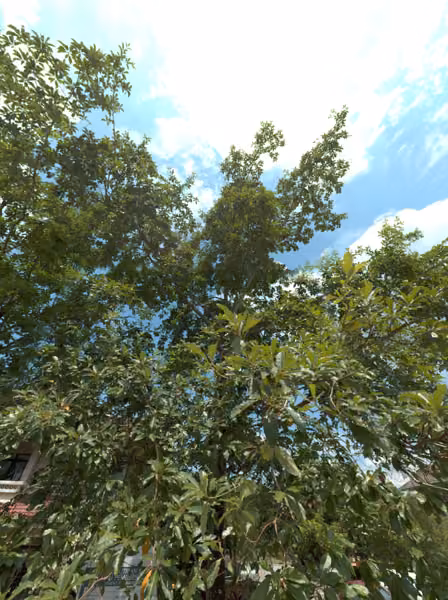 tree photo