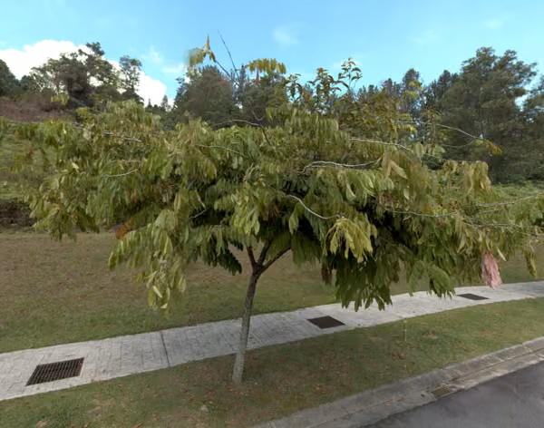 tree photo