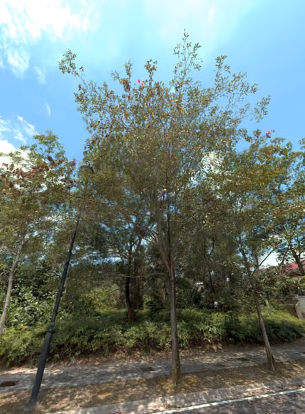 tree photo