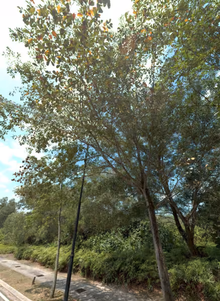 tree photo