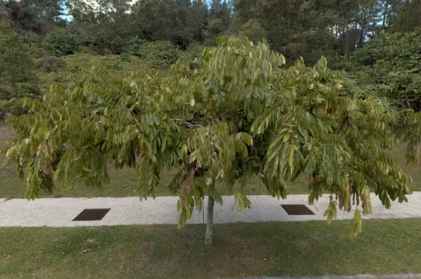 tree photo