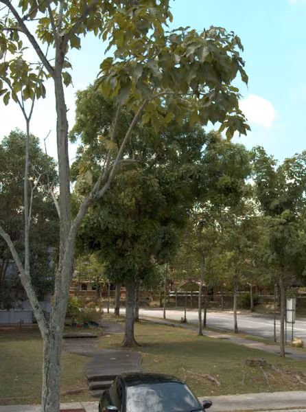 tree photo