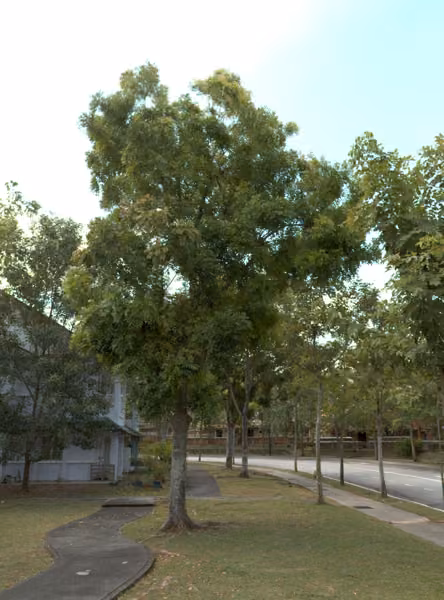 tree photo