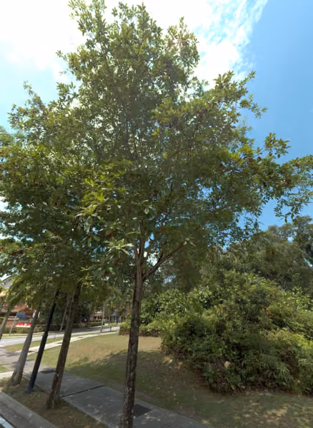 tree photo