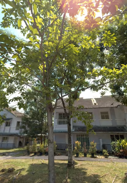 tree photo