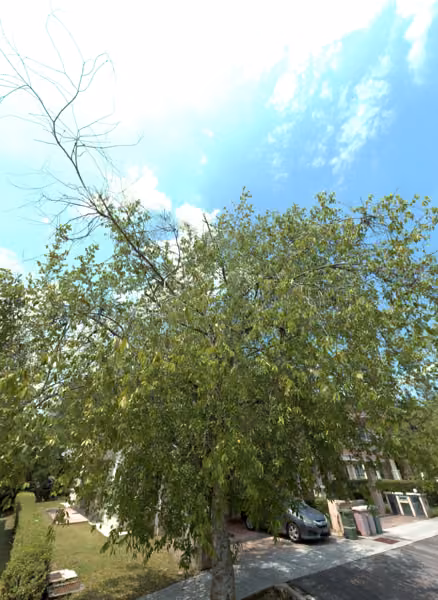 tree photo