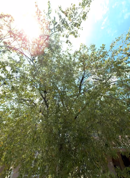 tree photo