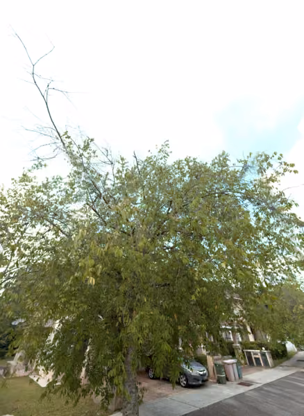 tree photo