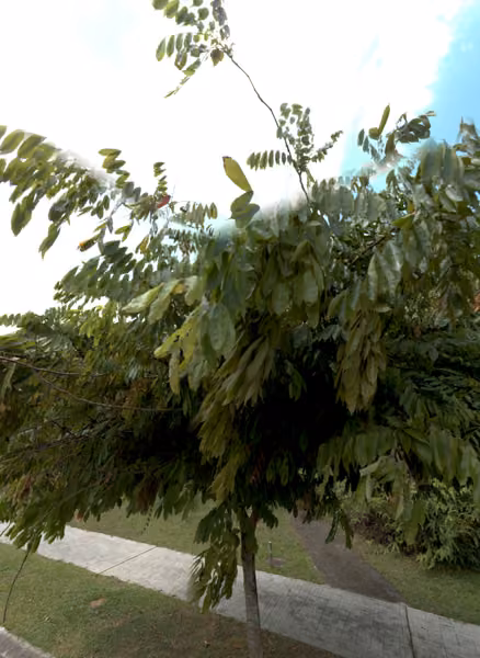 tree photo