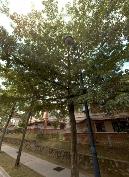 tree photo