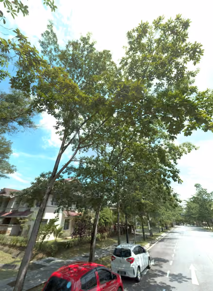 tree photo