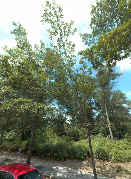 tree photo