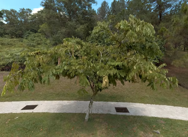 tree photo