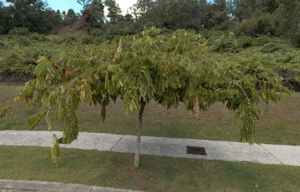 tree photo