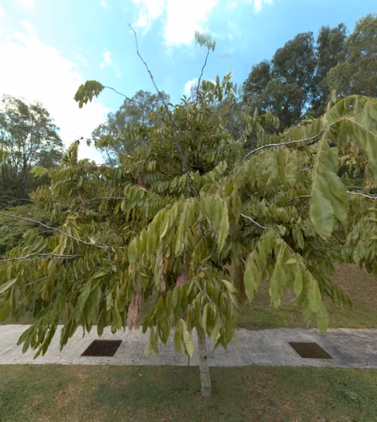 tree photo