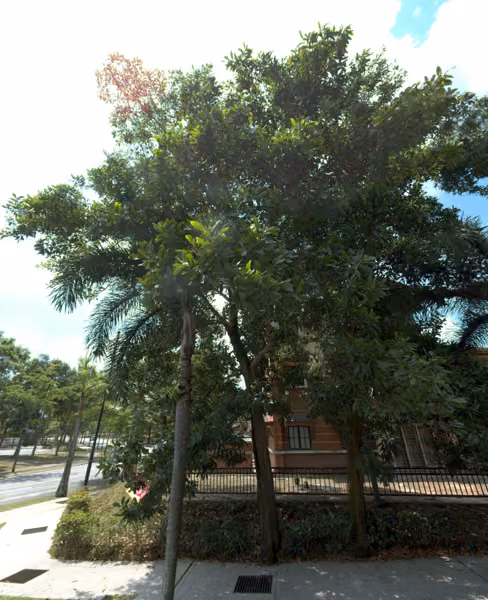 tree photo