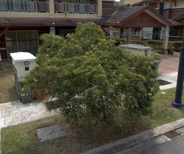 tree photo