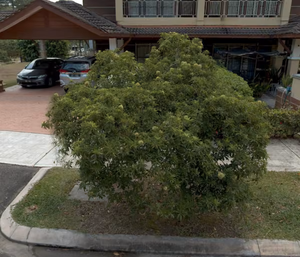 tree photo