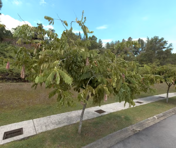 tree photo
