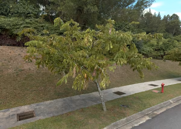 tree photo