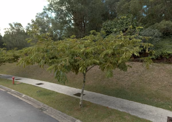 tree photo