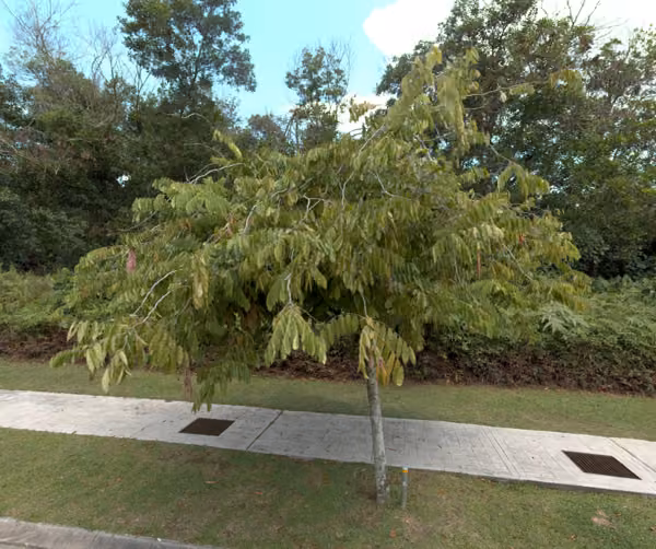 tree photo