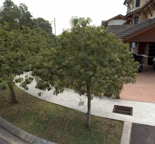 tree photo