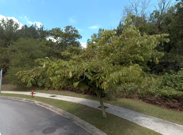 tree photo