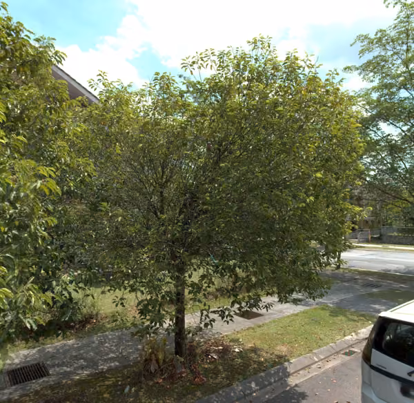 tree photo