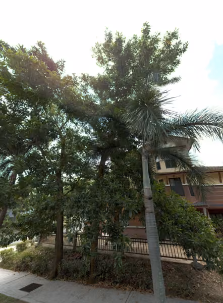 tree photo