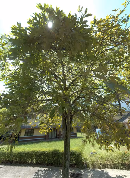 tree photo