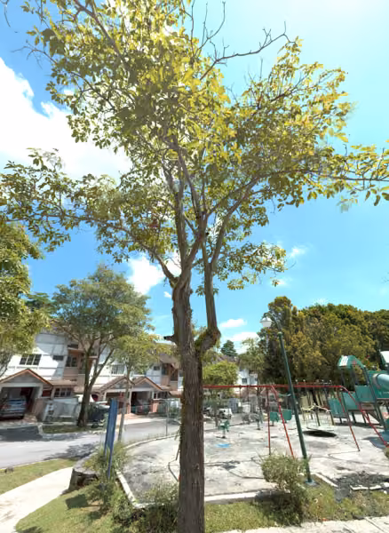 tree photo