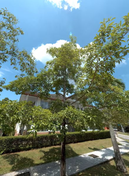 tree photo