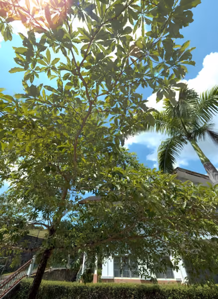tree photo