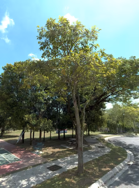 tree photo