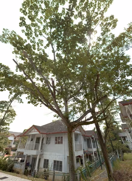 tree photo