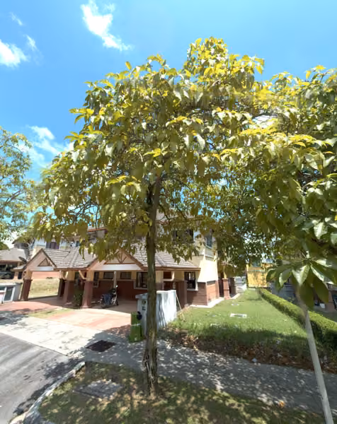 tree photo